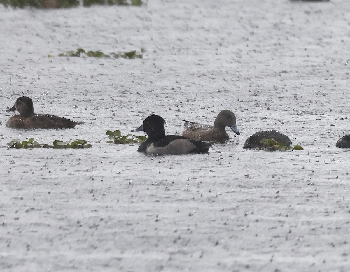 ברווז אמריקני - ML646477727