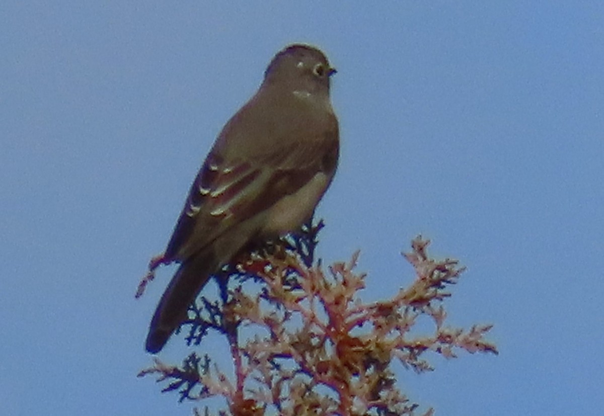 Townsend's Solitaire - ML646477728