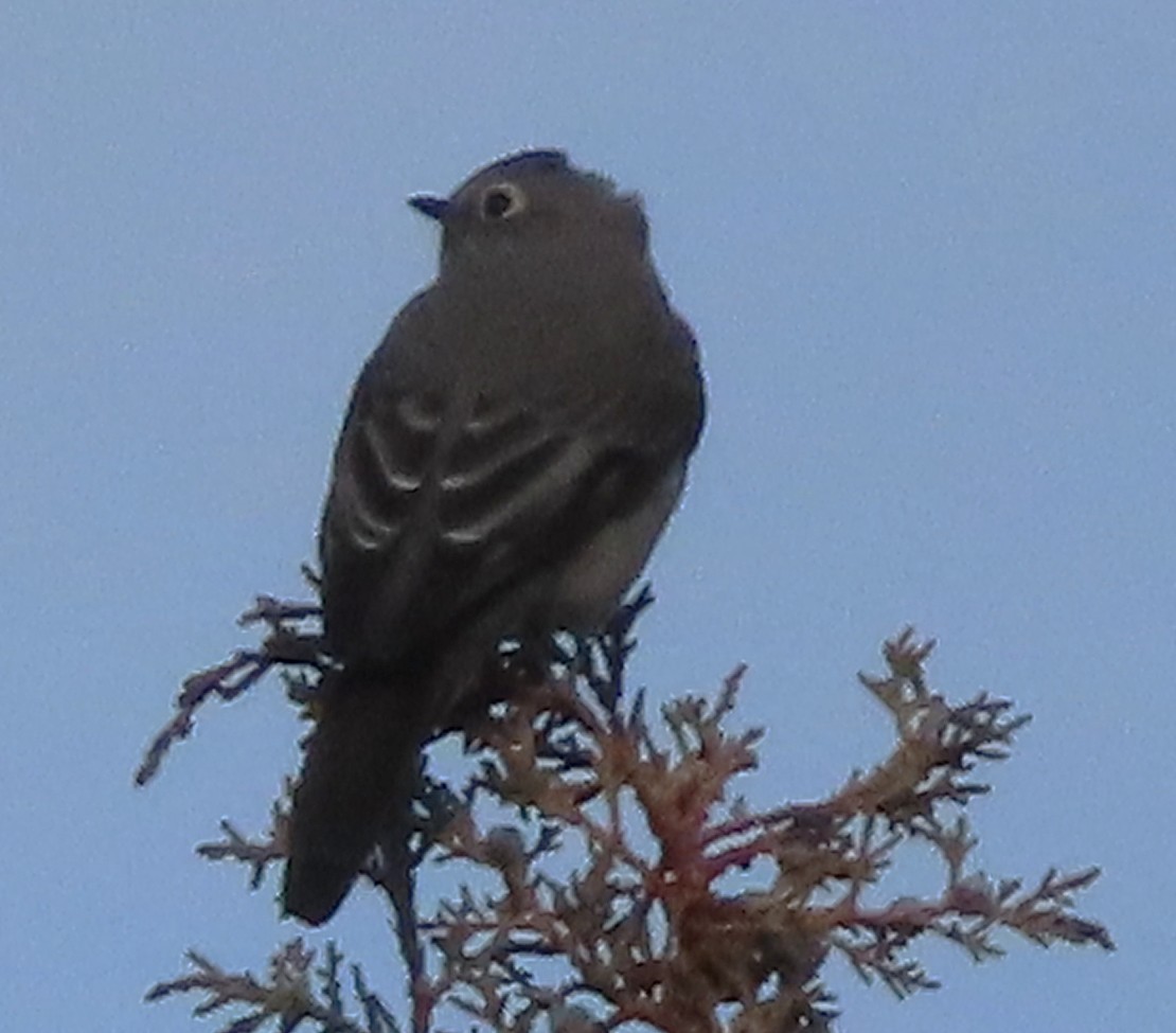 Townsend's Solitaire - ML646477729