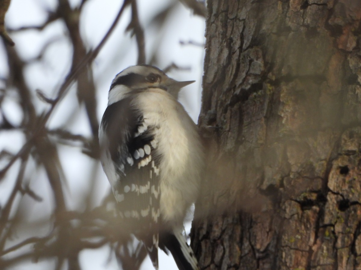 セジロコゲラ - ML646477730