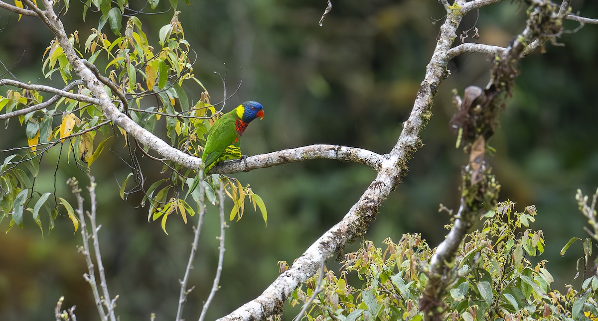 lori mnohobarvý - ML646477731