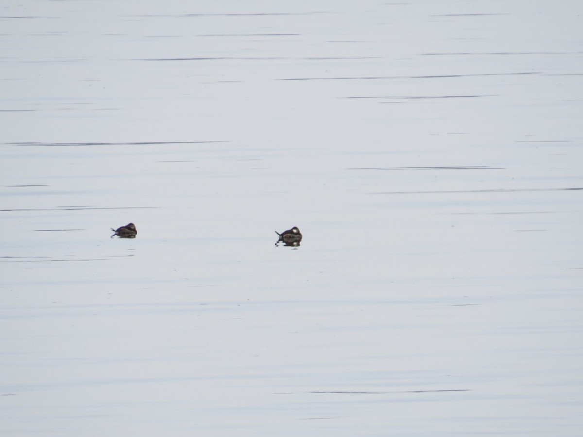 Ruddy Duck - ML646477732