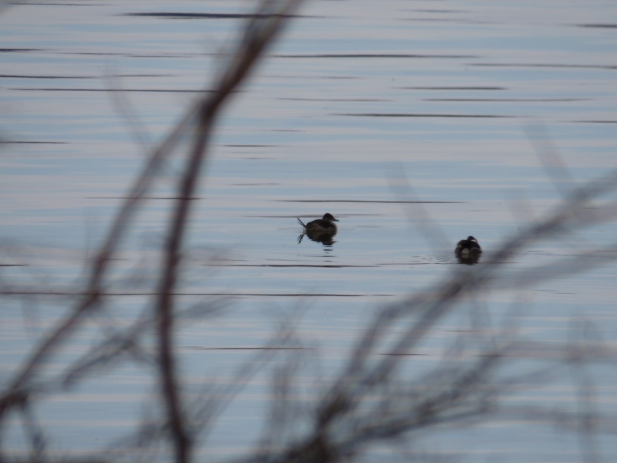 Ruddy Duck - ML646477733