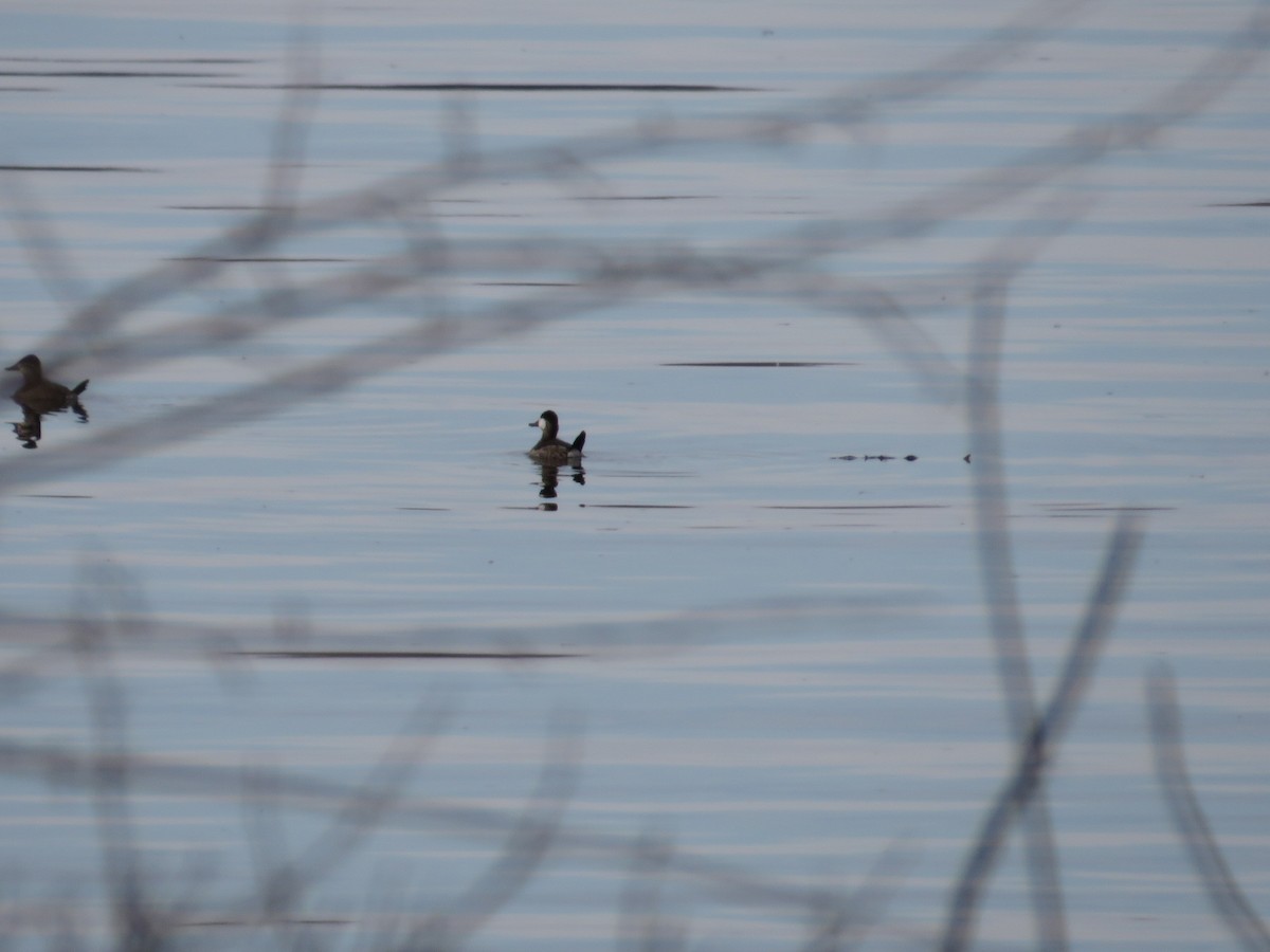 Ruddy Duck - ML646477734