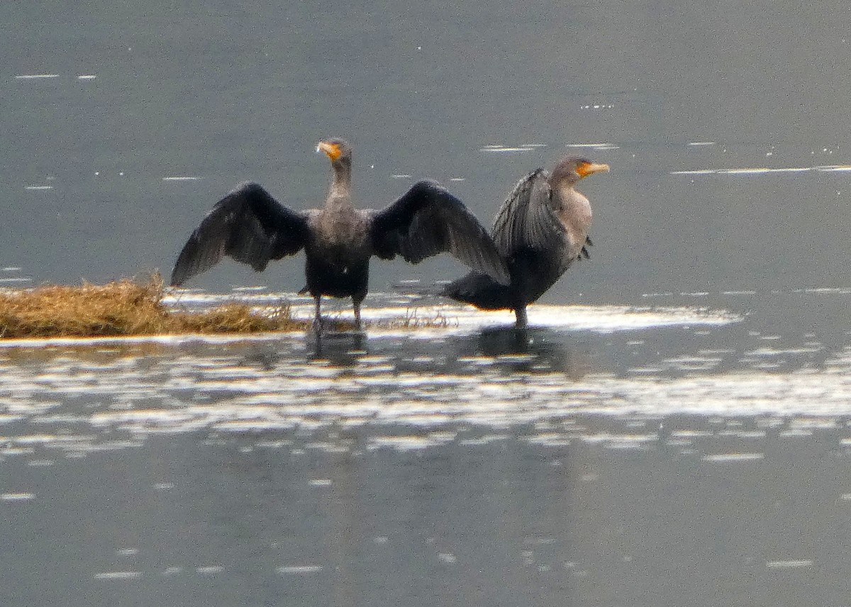 Ушастый баклан - ML646477735