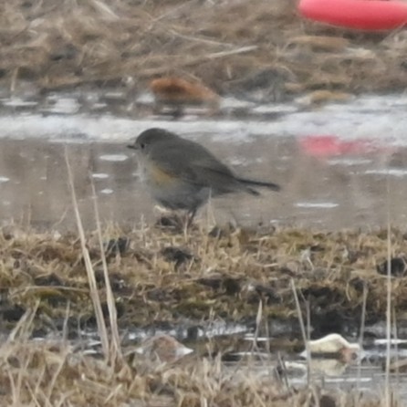 Red-flanked Bluetail - ML646477736