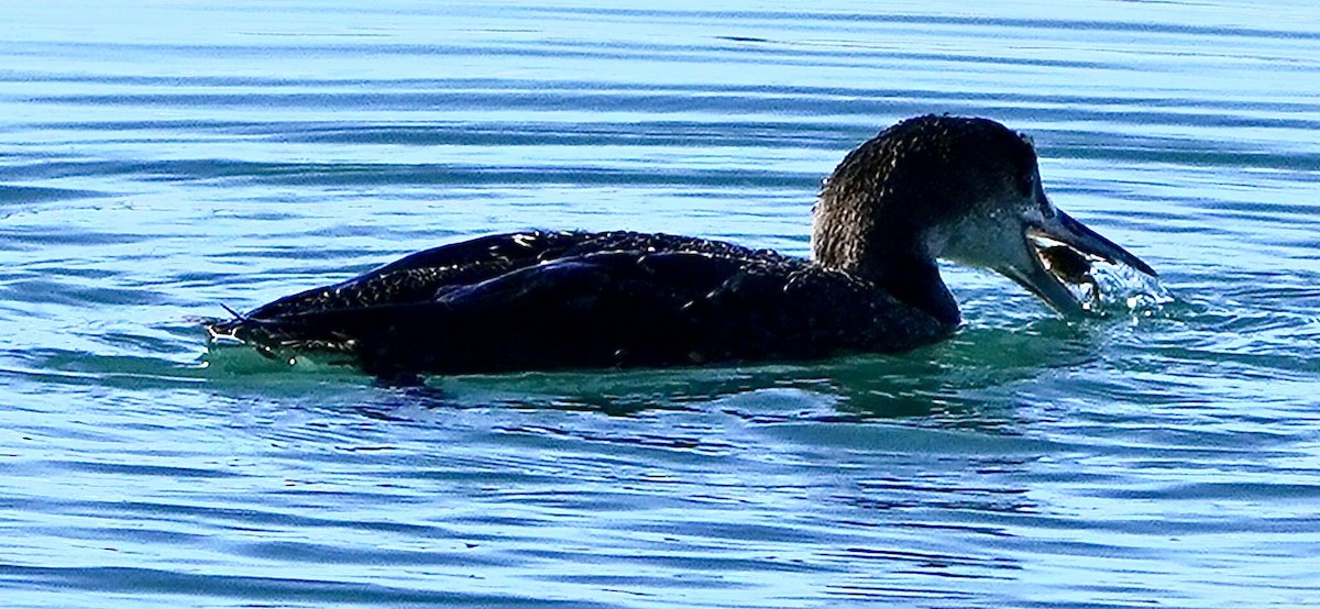Common Loon - ML646477737