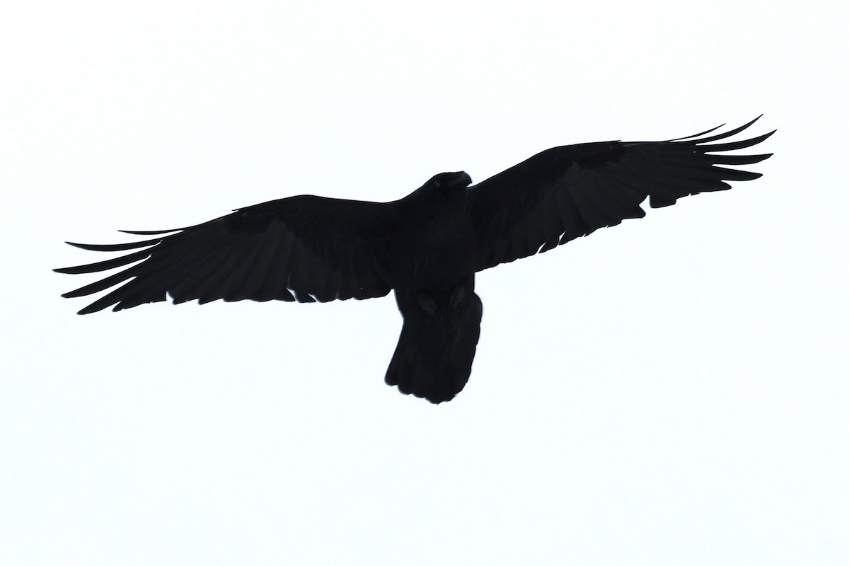 עורב שחור - ML646477738