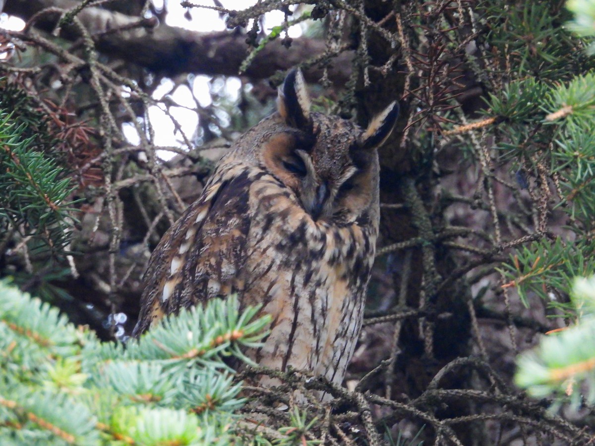 Gufo comune - ML646477739