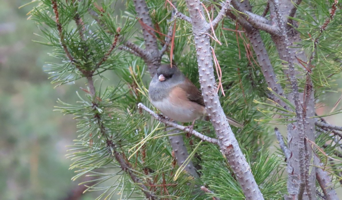 Dark-eyed Junco - ML646477740