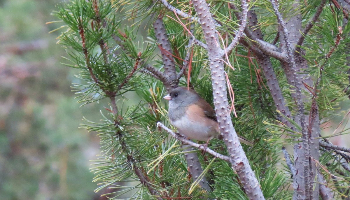 Dark-eyed Junco - ML646477741