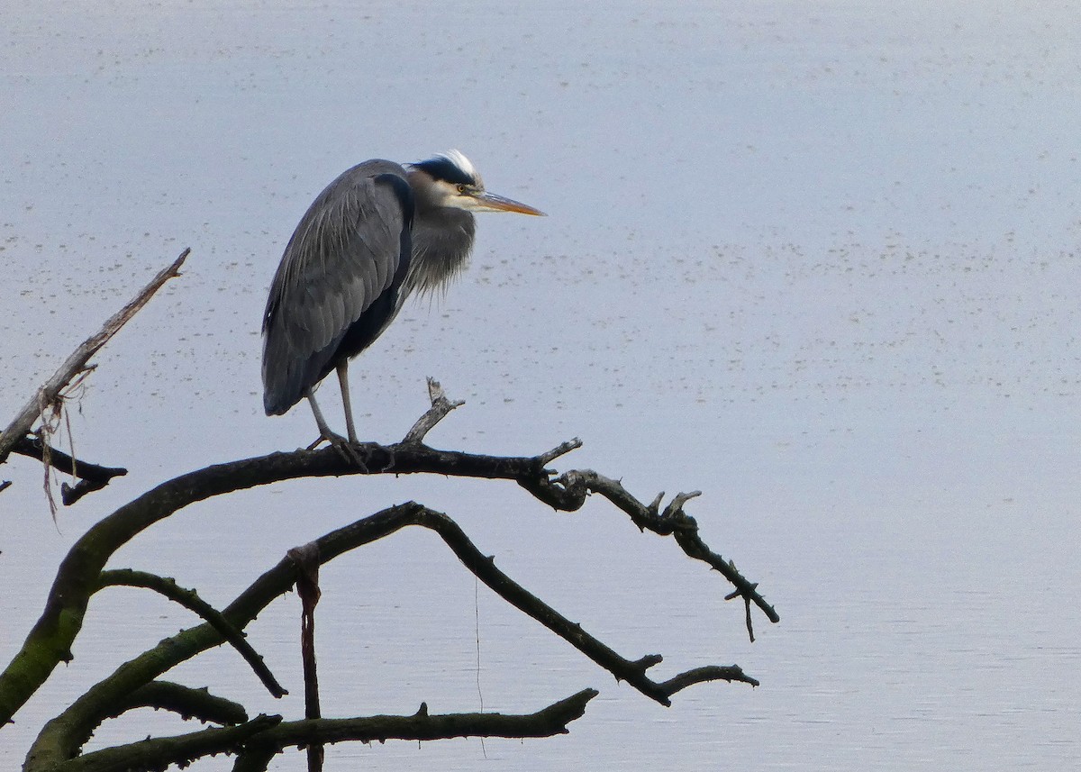 Большая голубая цапля - ML646477745