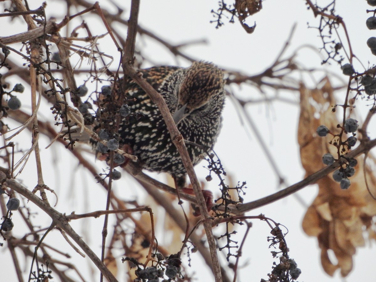 ホシムクドリ - ML646477747