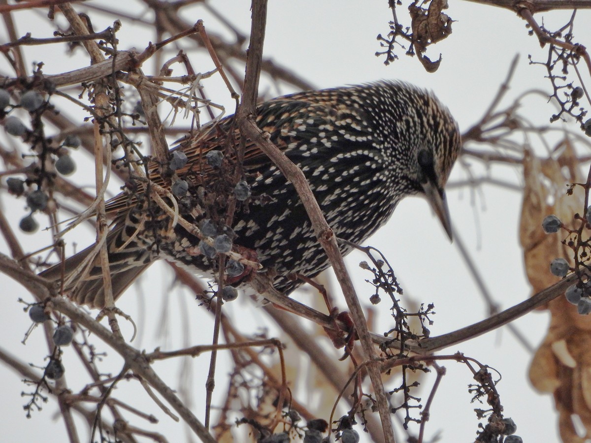 ホシムクドリ - ML646477748