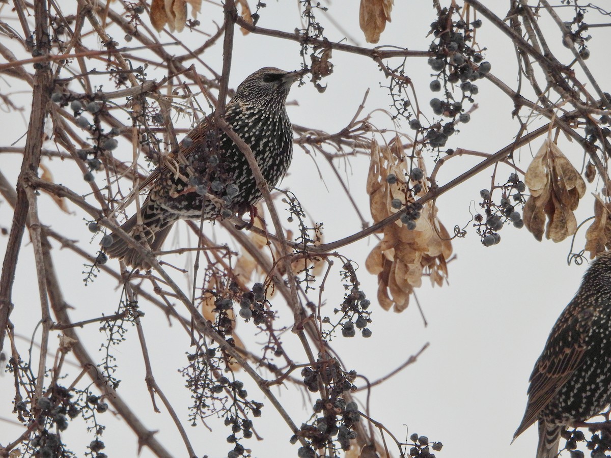 ホシムクドリ - ML646477749