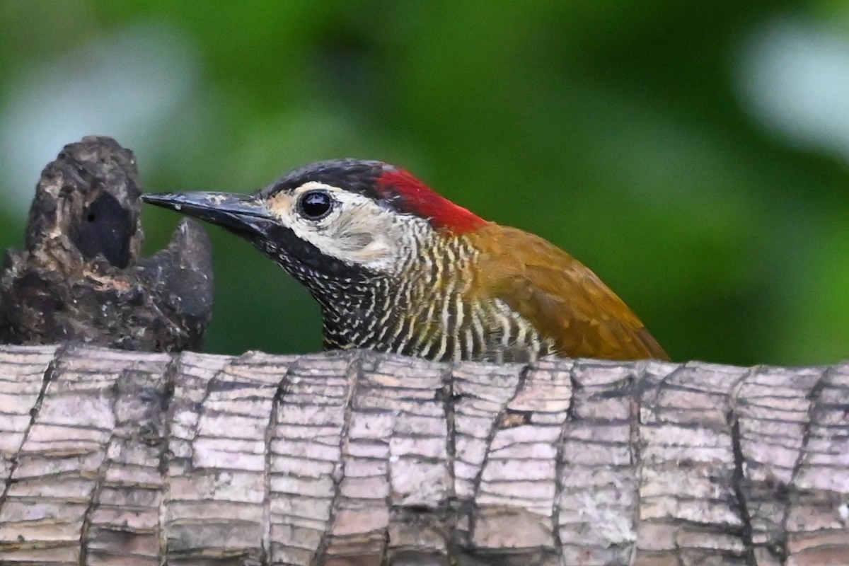 datel olivozlatý - ML646477755