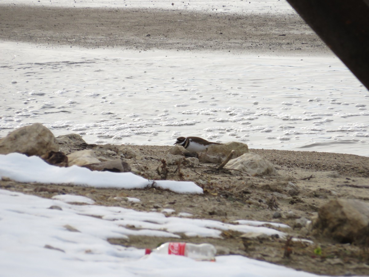 Killdeer - ML646477756