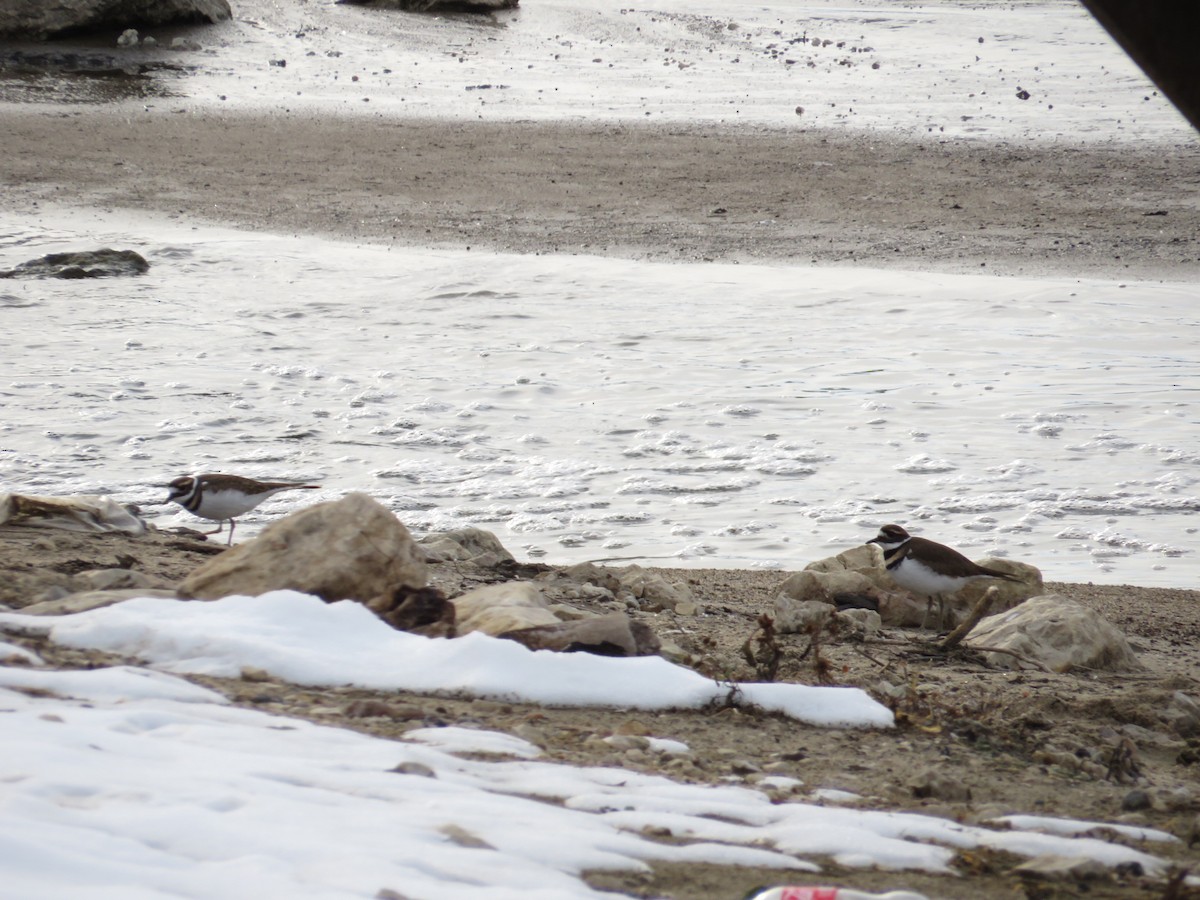 Killdeer - ML646477757