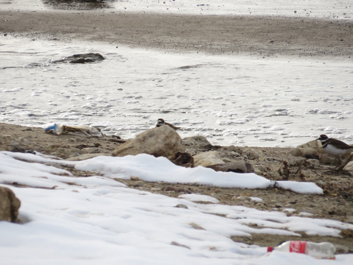 Killdeer - ML646477758