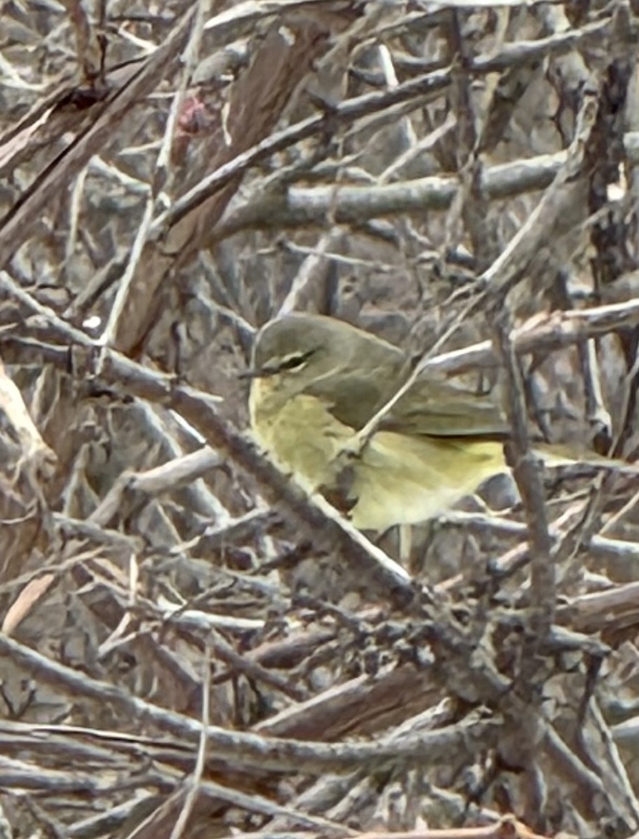 lesňáček hvězdičkový - ML646477760