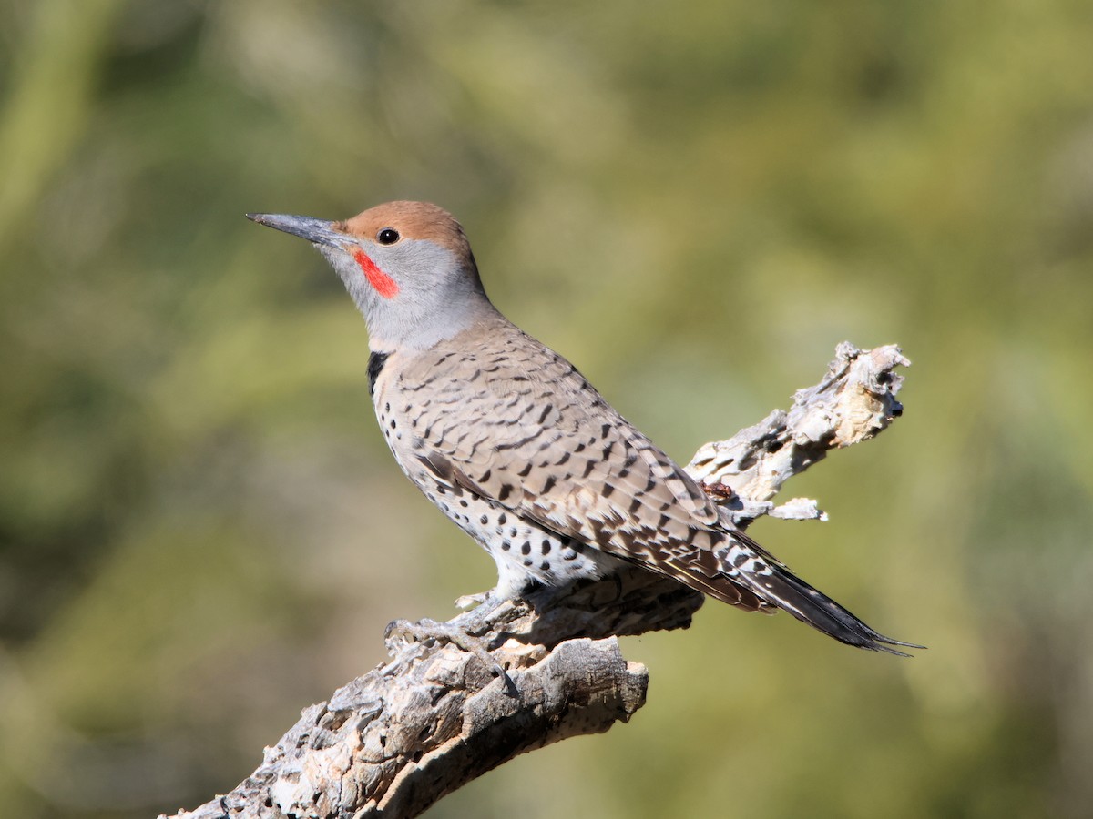 Gilded Flicker - ML646477761