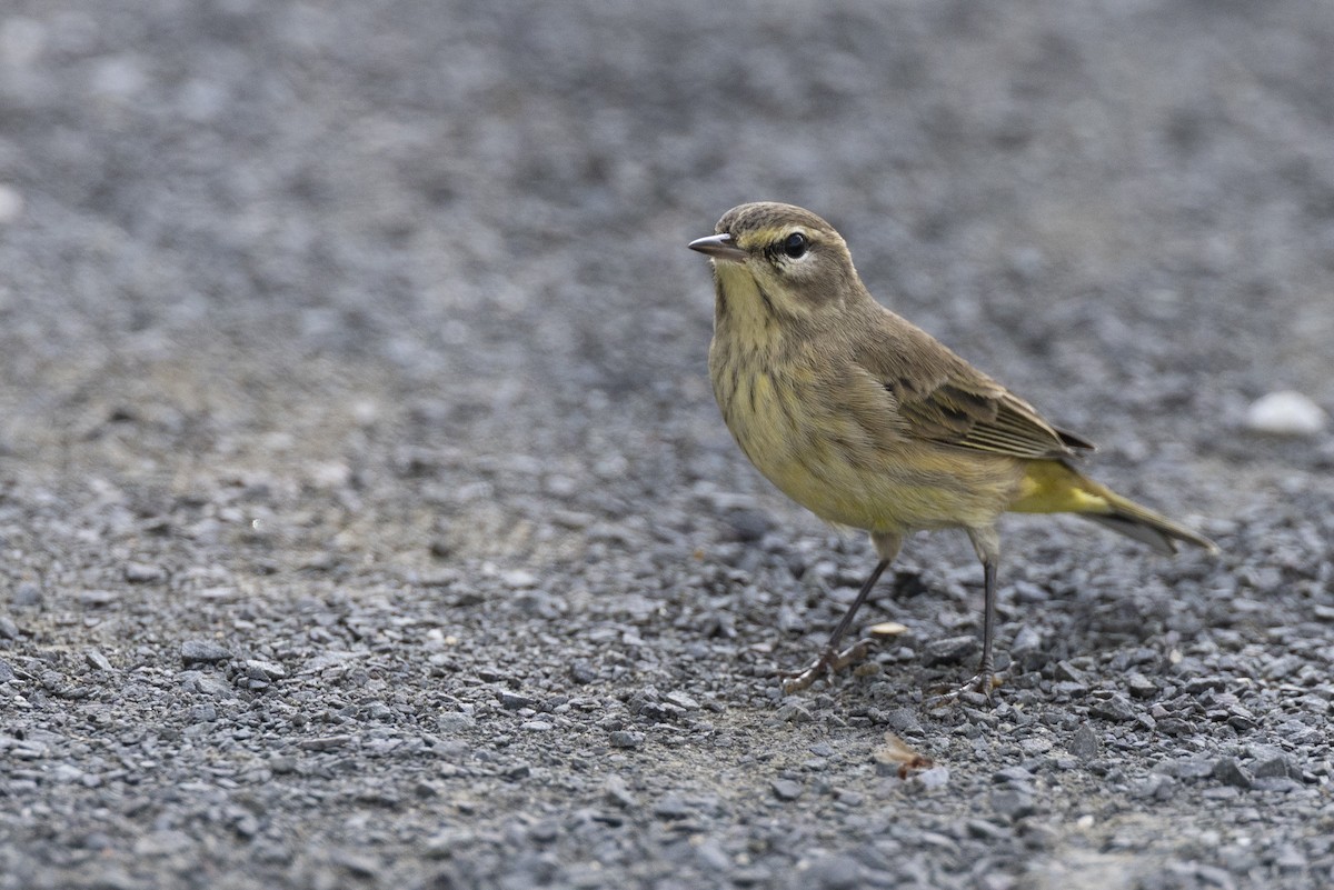 lesňáček bažinný (ssp. hypochrysea) - ML646477762