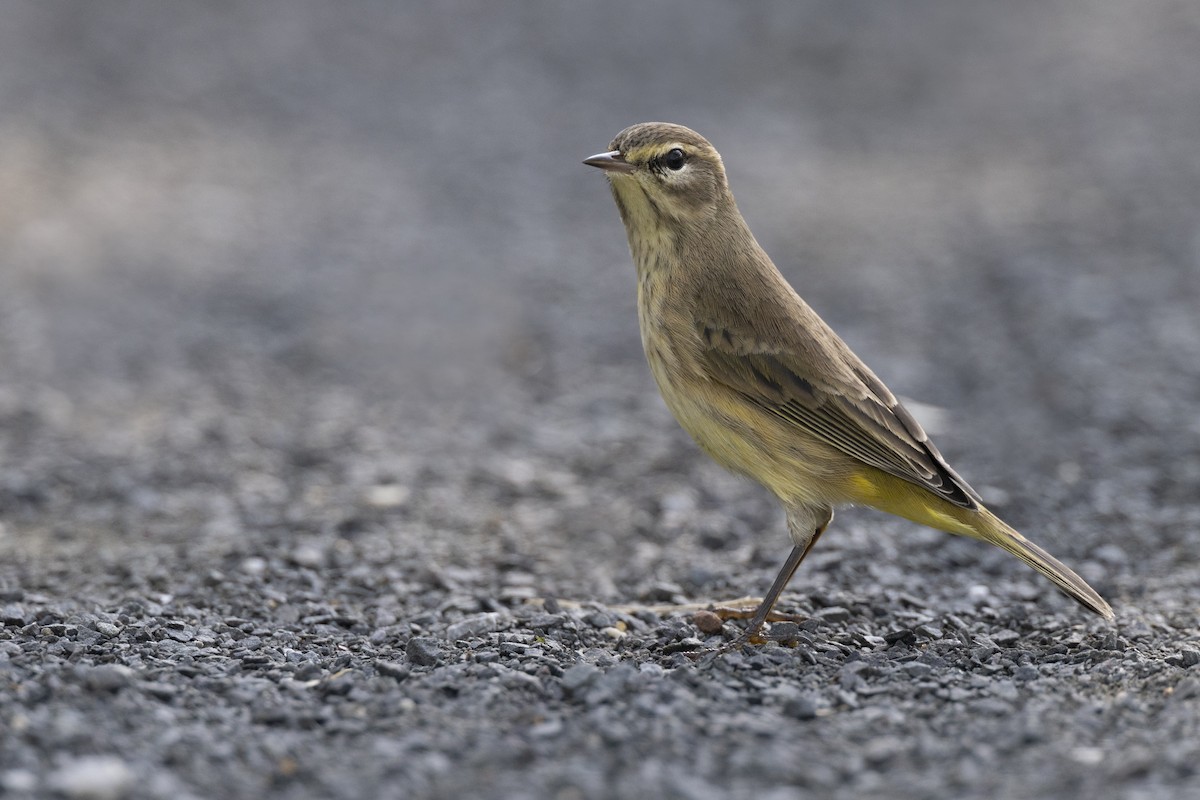 lesňáček bažinný (ssp. hypochrysea) - ML646477763