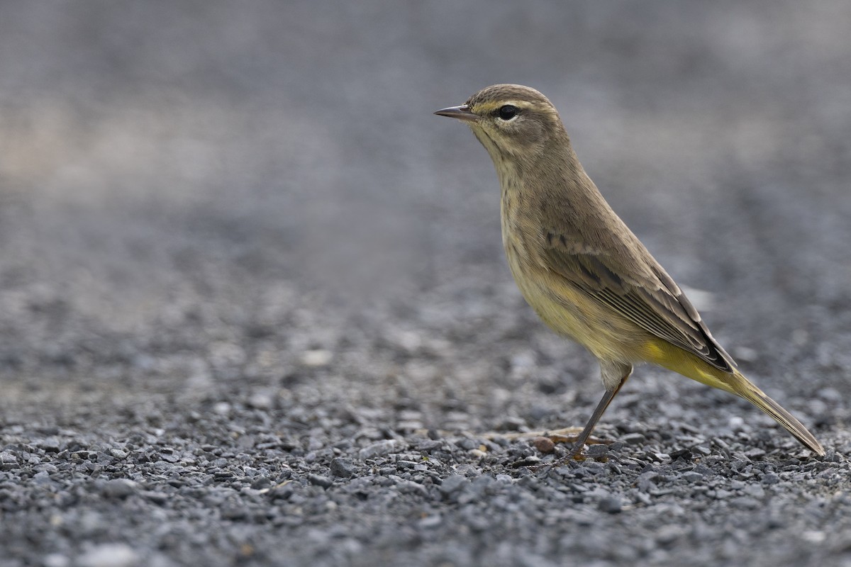lesňáček bažinný (ssp. hypochrysea) - ML646477764