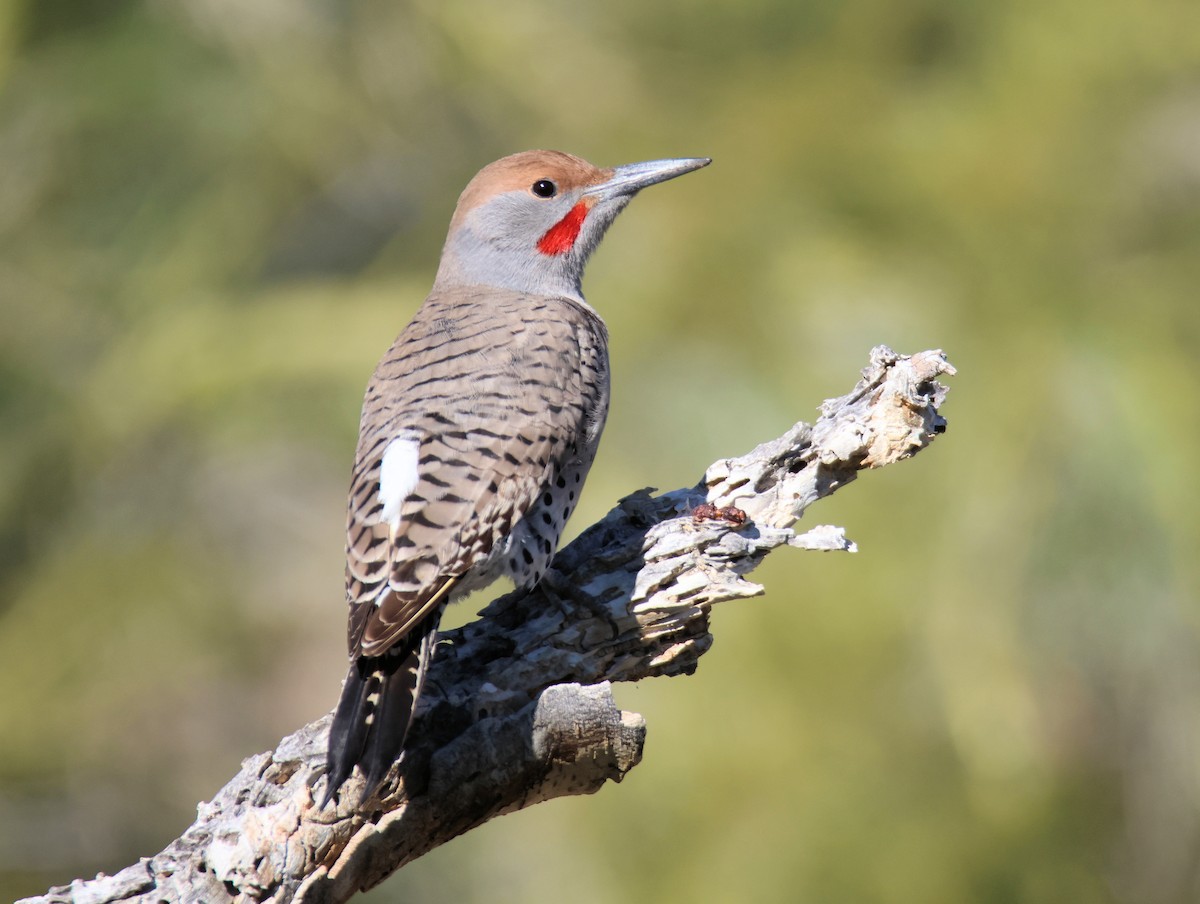 Gilded Flicker - ML646477766