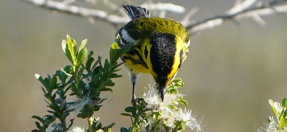 Townsend's Warbler - ML646477774