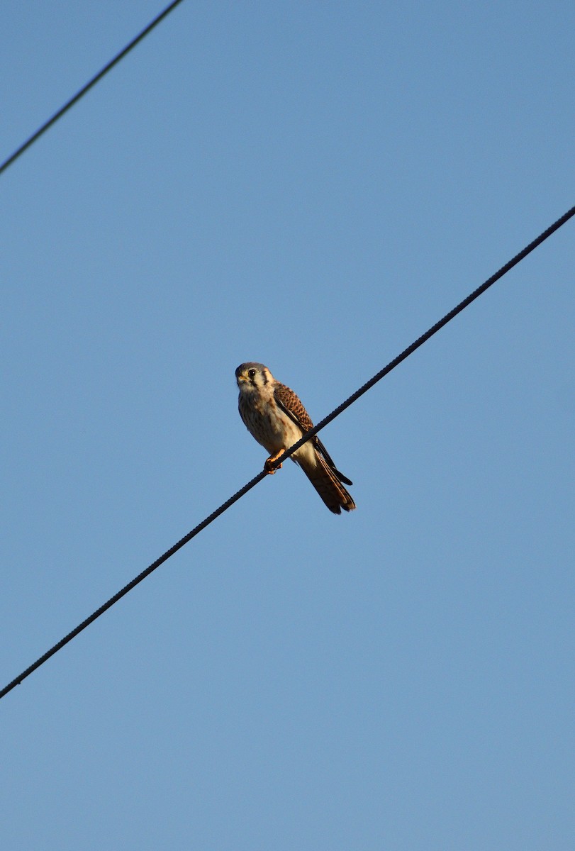 American Kestrel - ML646477775