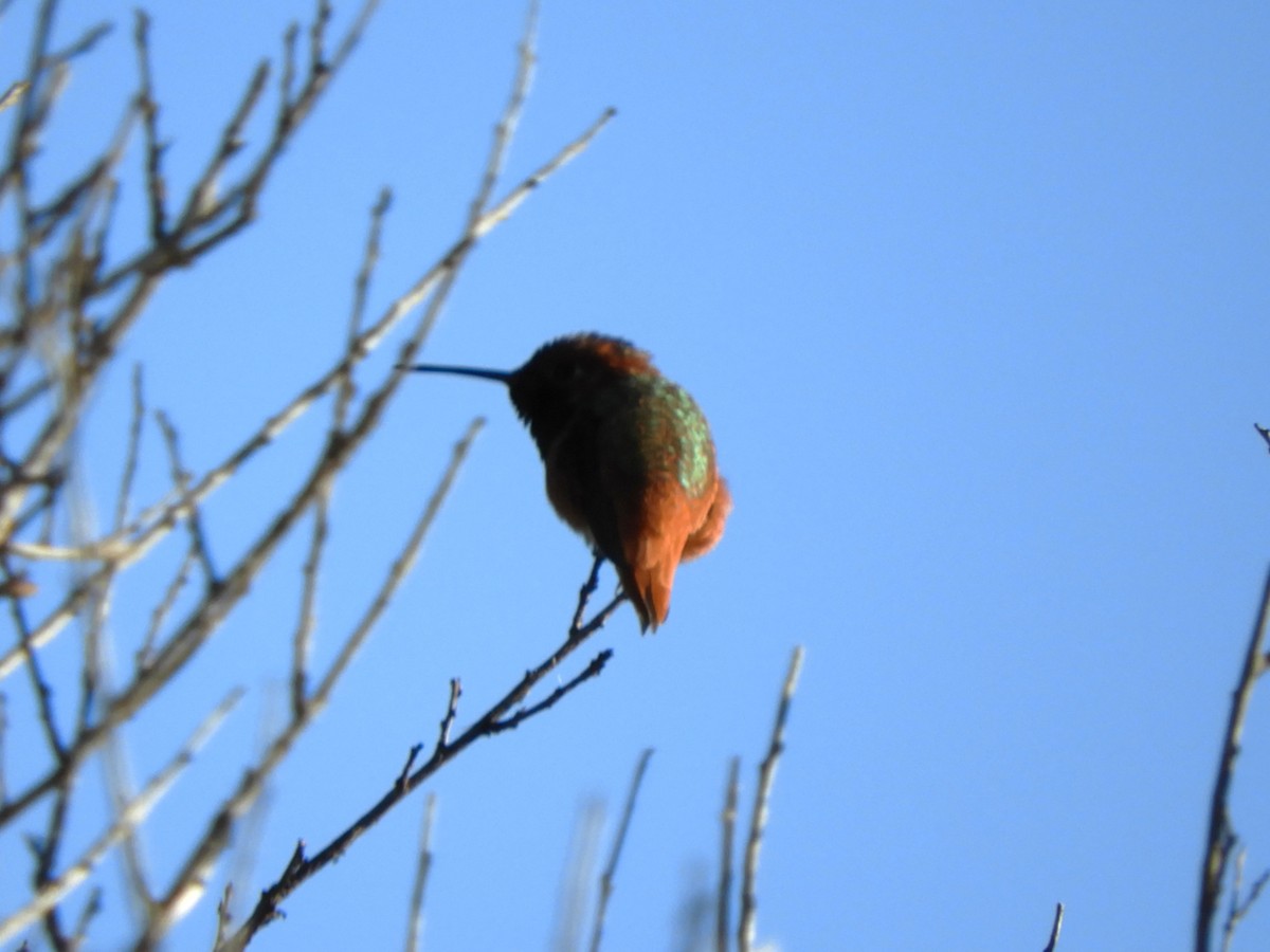 Allen's Hummingbird - ML646477776