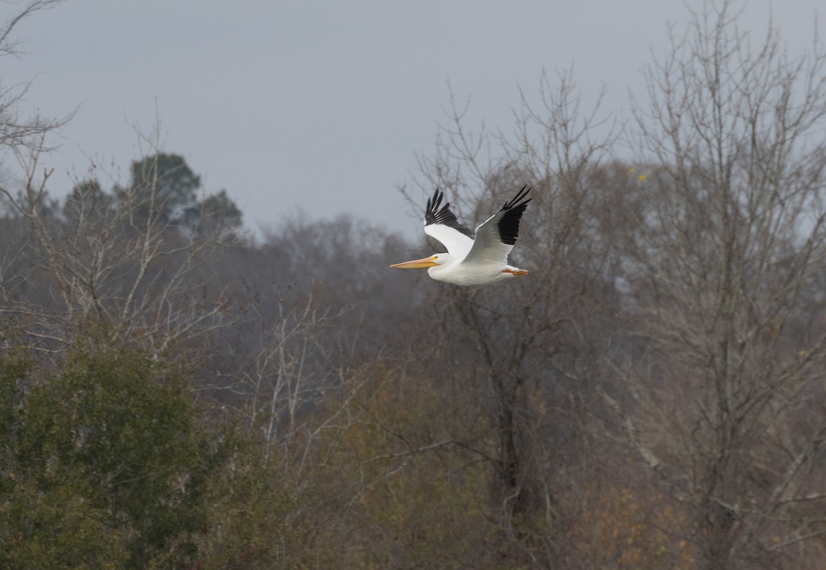 American White Pelican - ML646477777