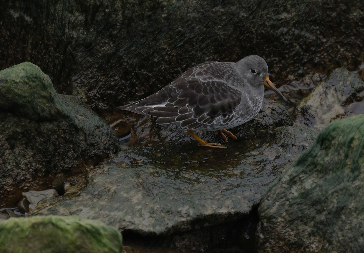 Purple Sandpiper - ML646477778