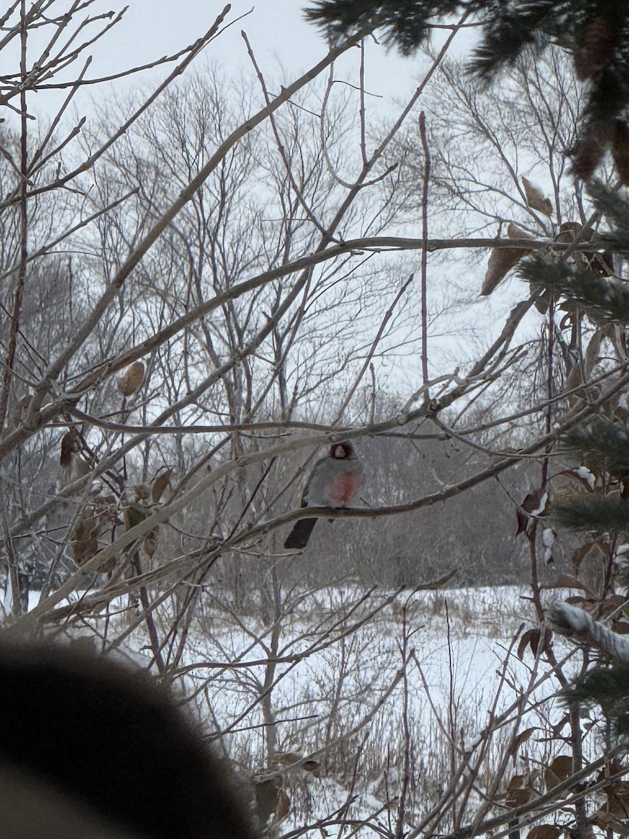 Pyrrhuloxia - ML646477780