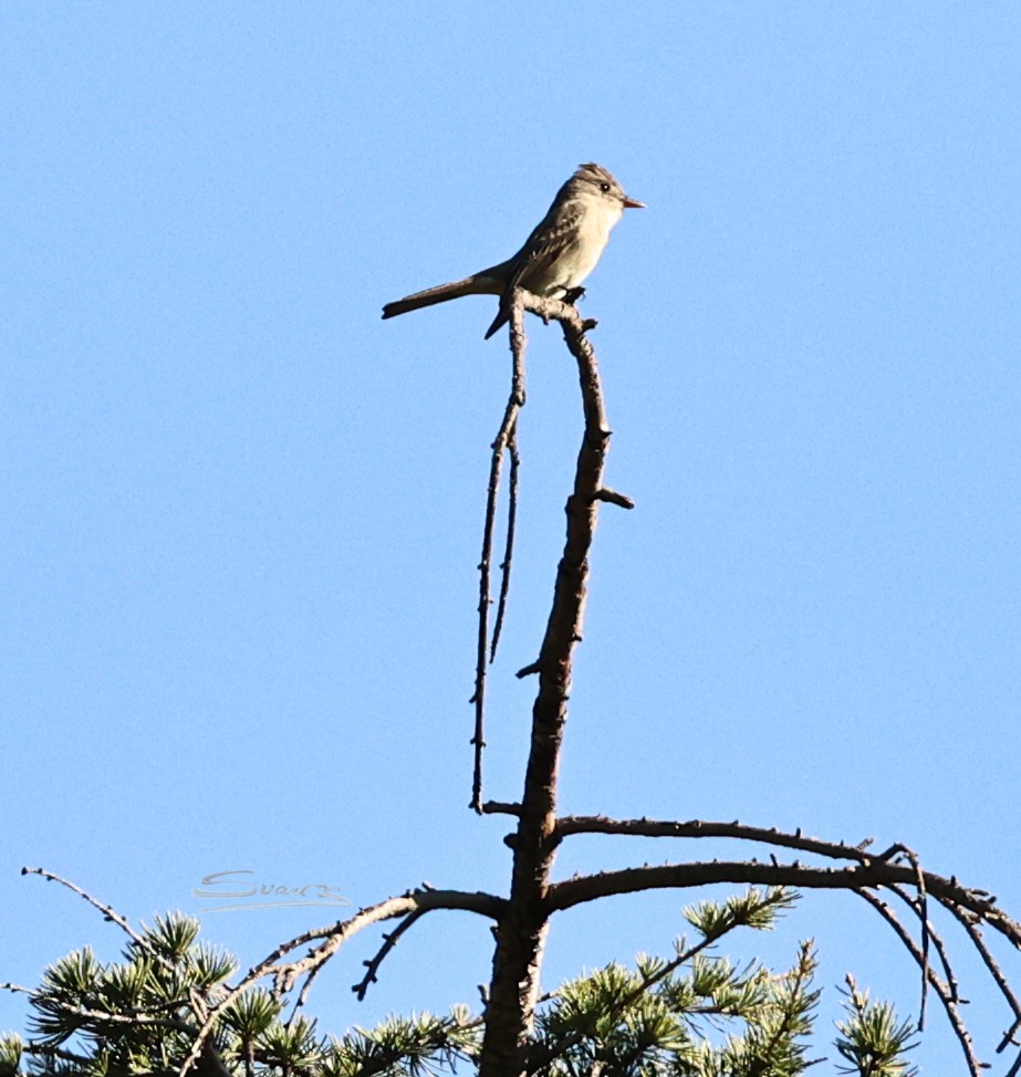 Greater Pewee - ML646477781