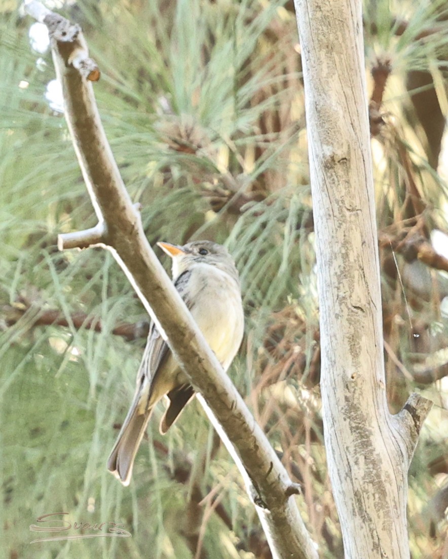 Greater Pewee - ML646477782