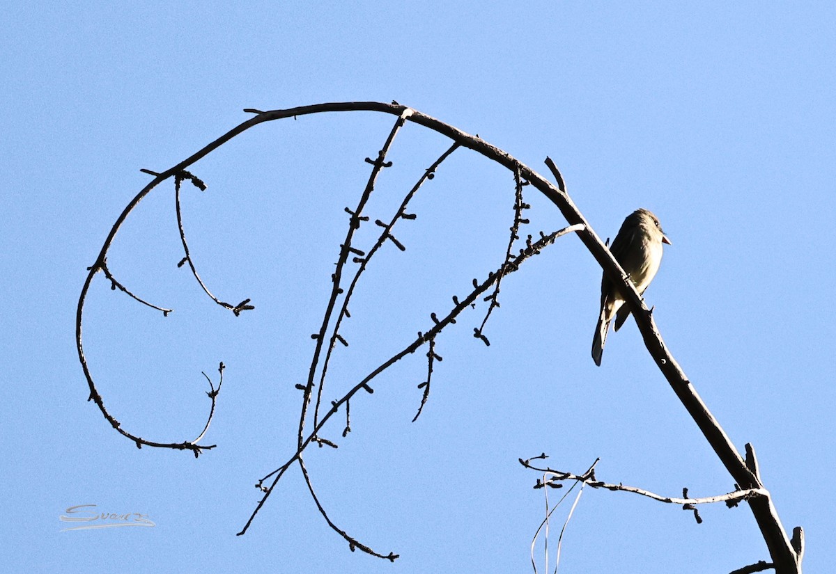Greater Pewee - ML646477783