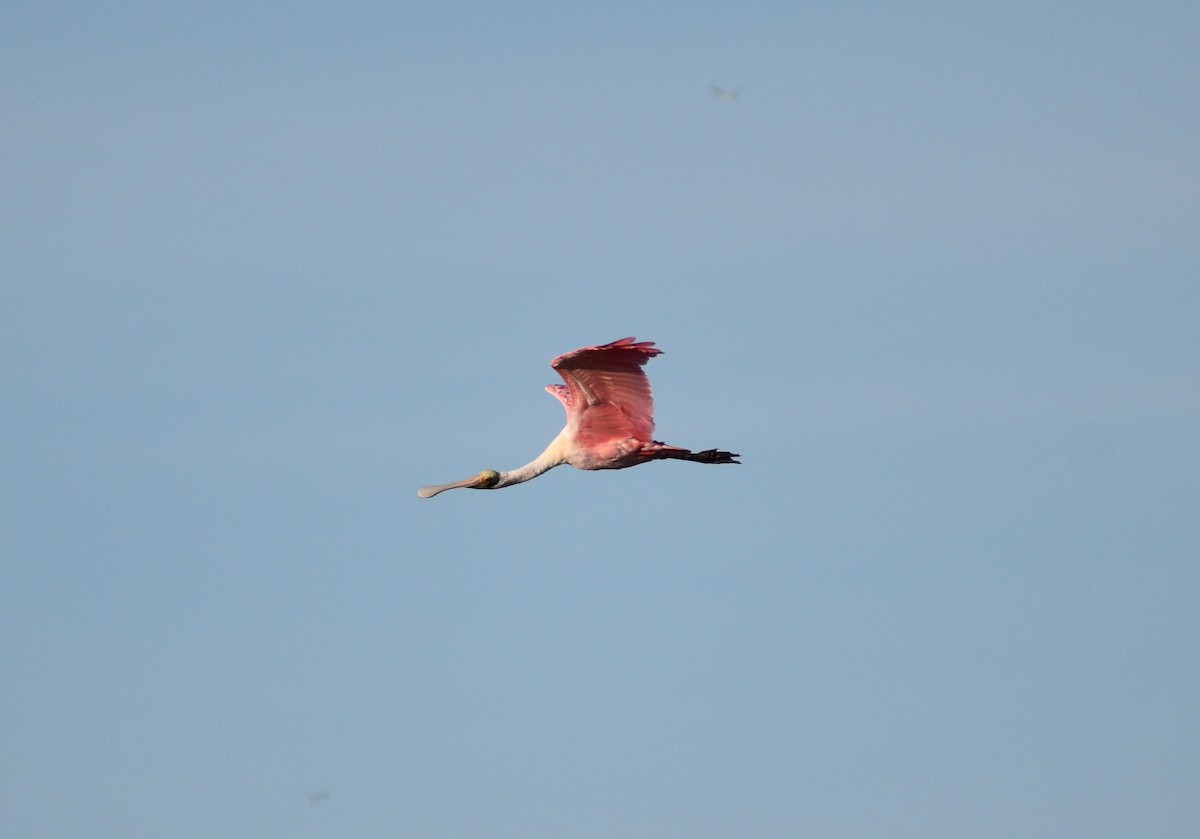 Roseate Spoonbill - ML646477784