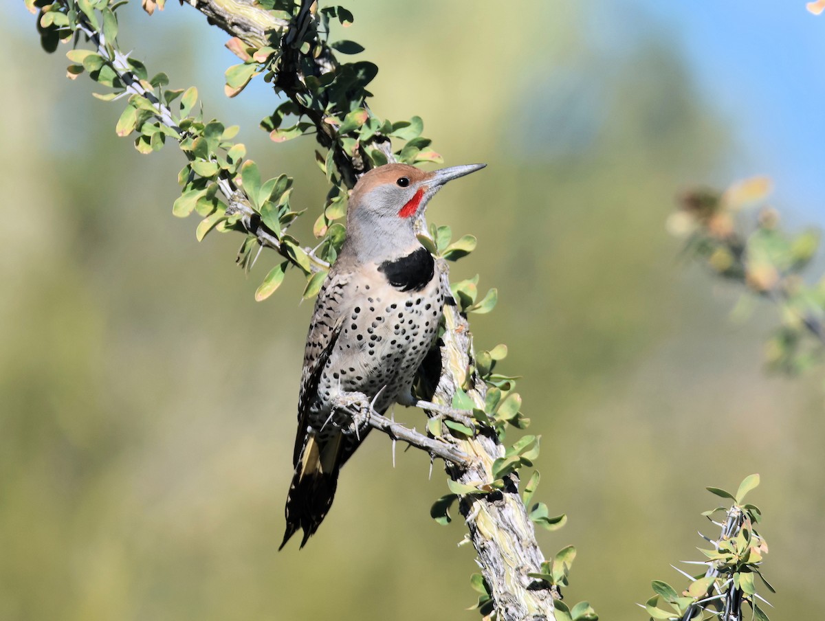 Gilded Flicker - ML646477786