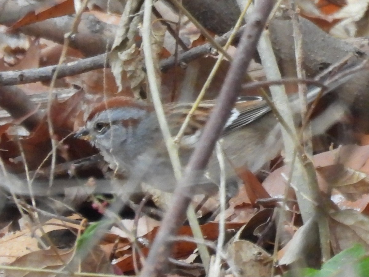 American Tree Sparrow - ML646477787
