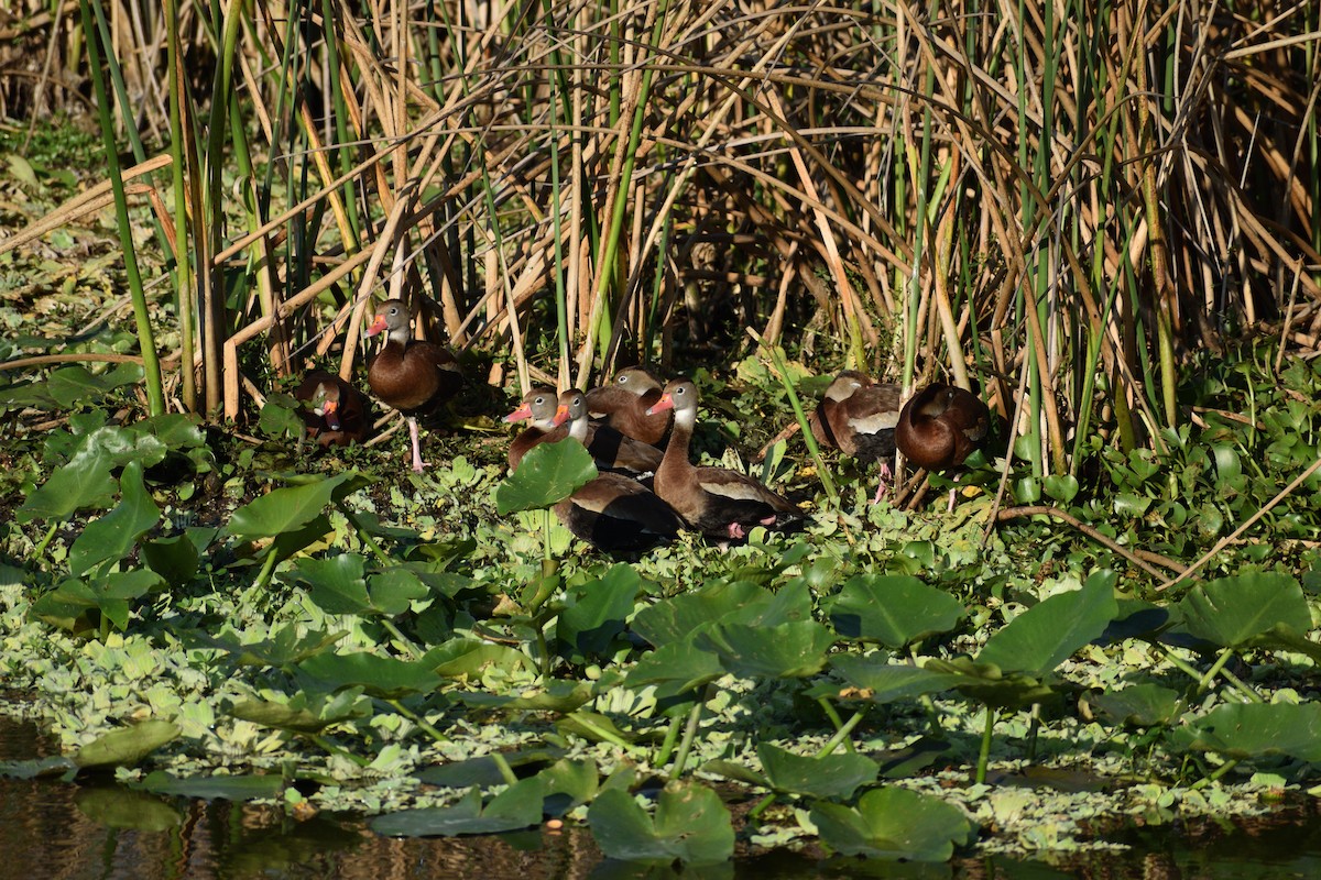 Black-bellied Whistling-Duck - ML646477788