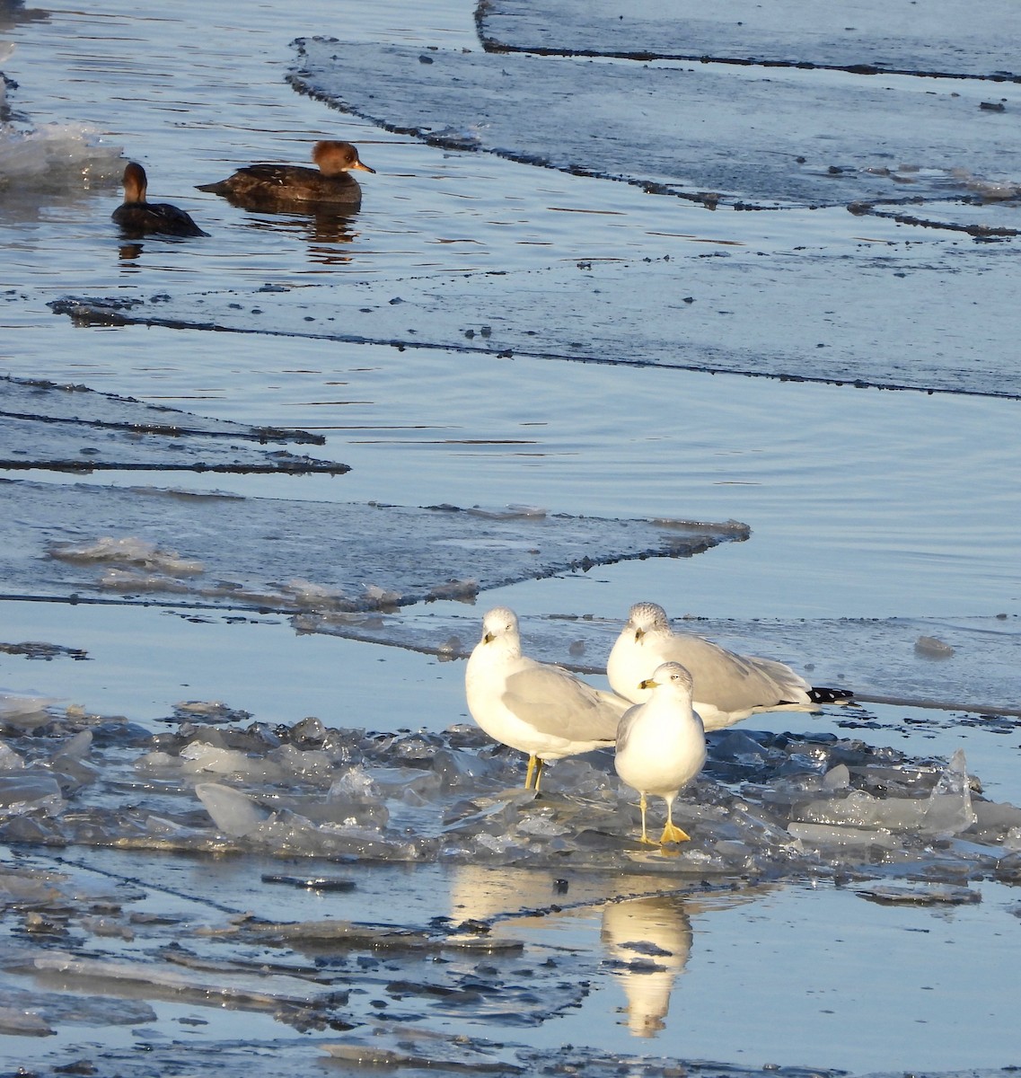 Ring-billed Gull - ML646477790