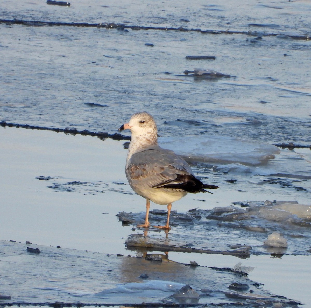 Ring-billed Gull - ML646477791