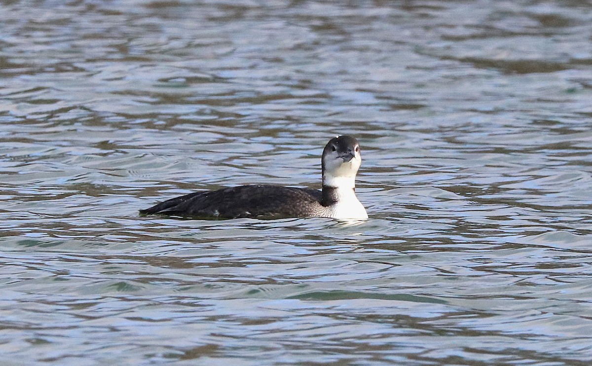 Common Loon - ML646477792