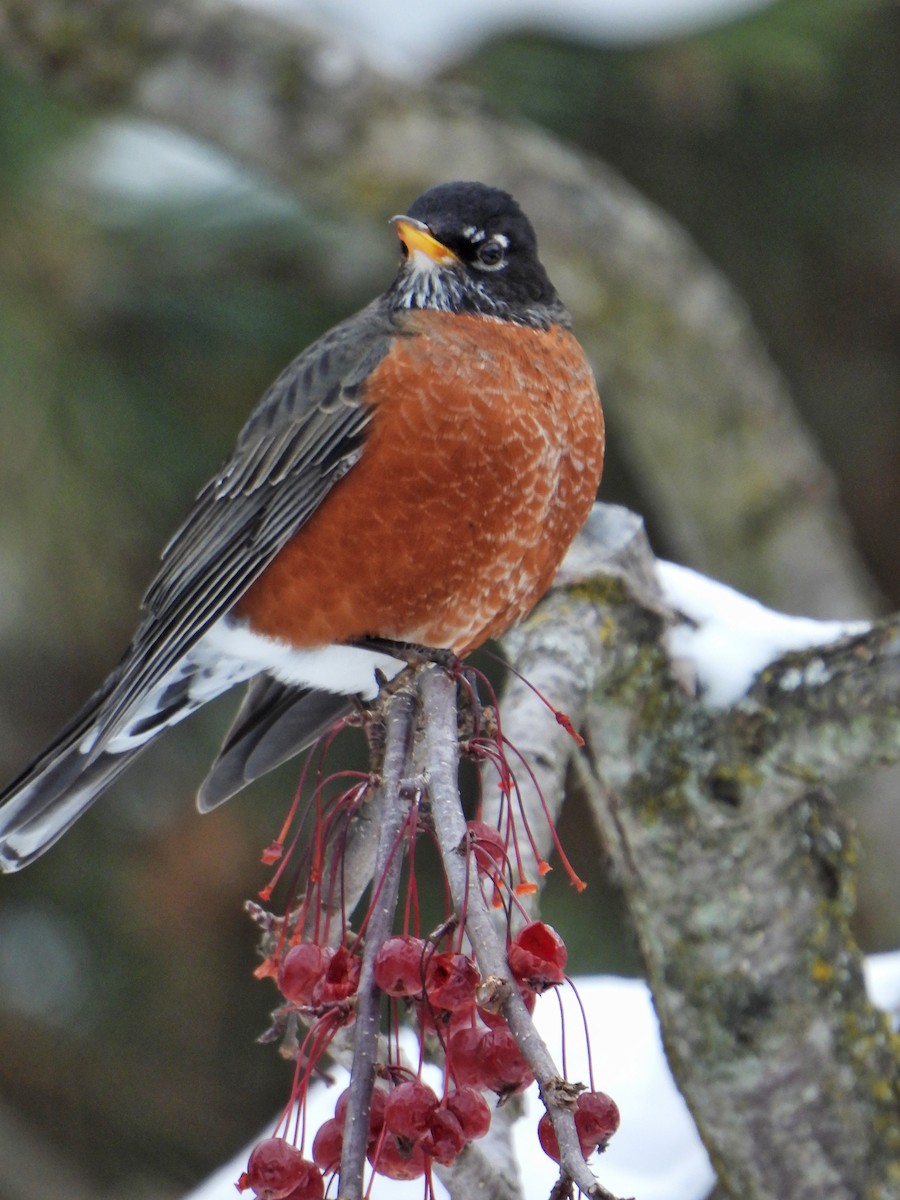 コマツグミ - ML646477793