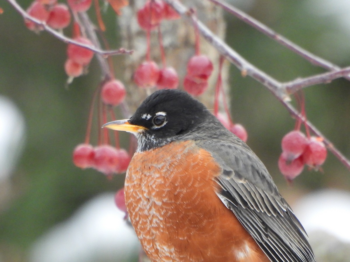 コマツグミ - ML646477794