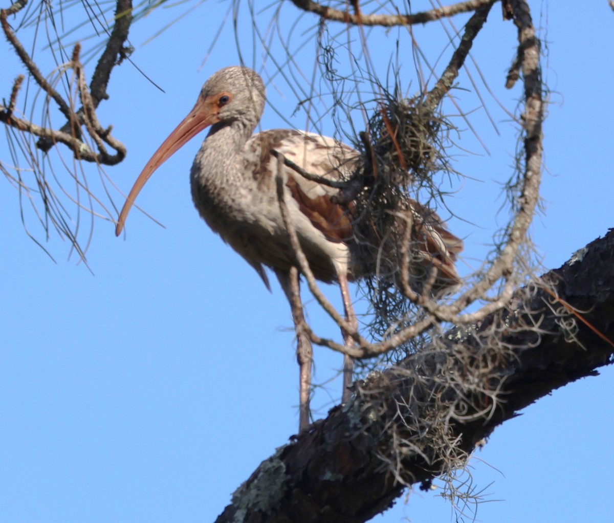 Ібіс білий - ML646477795