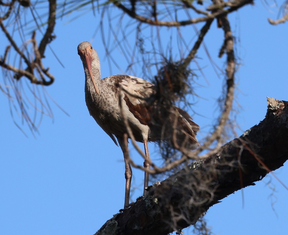 Ібіс білий - ML646477796