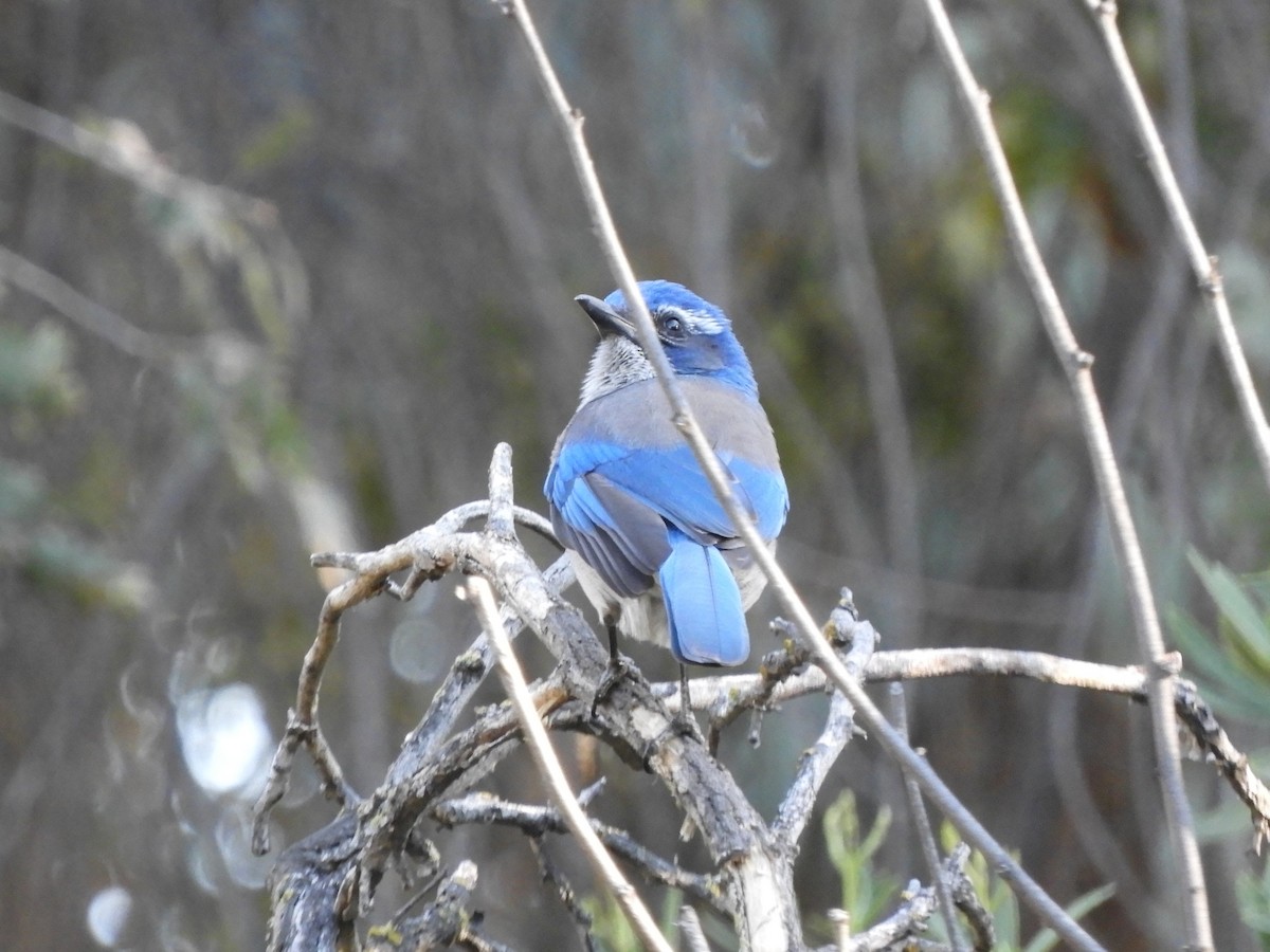 California Scrub-Jay - ML646477797